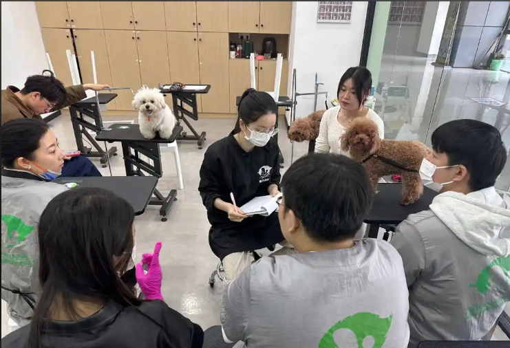 淮安市宠物美容培训学校宠物美容培训学校 - 价格